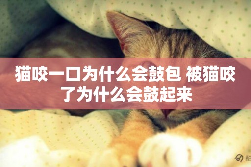 貓咬一口為什么會鼓包 被貓咬了為什么會鼓起來