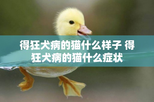 得狂犬病的貓什么樣子 得狂犬病的貓什么癥狀