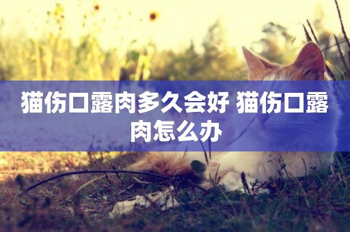 貓傷口露肉多久會好 貓傷口露肉怎么辦