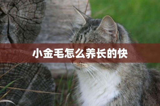 小金毛怎么養長的快