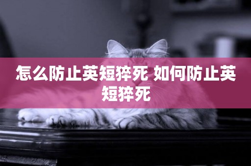 怎么防止英短猝死 如何防止英短猝死