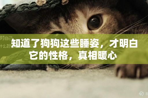 知道了狗狗這些睡姿，才明白它的性格，真相暖心 