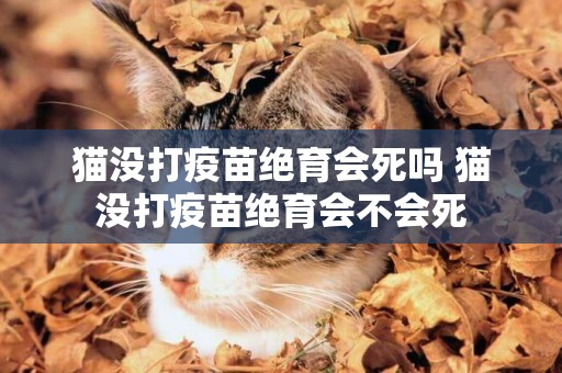 貓沒打疫苗絕育會死嗎 貓沒打疫苗絕育會不會死