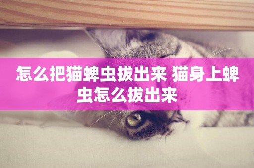 怎么把貓蜱蟲拔出來 貓身上蜱蟲怎么拔出來