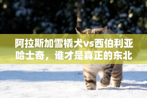 阿拉斯加雪橇犬vs西伯利亞哈士奇，誰才是真正的東北虎克星呢？ 