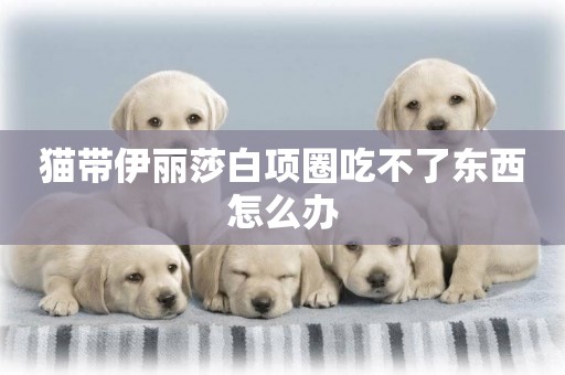 貓帶伊麗莎白項圈吃不了東西怎么辦