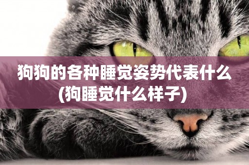 狗狗的各種睡覺姿勢代表什么(狗睡覺什么樣子) 