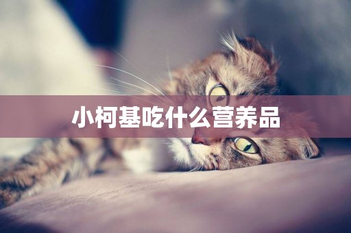小柯基吃什么營養品