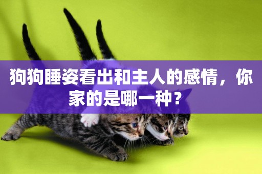 狗狗睡姿看出和主人的感情，你家的是哪一種？ 