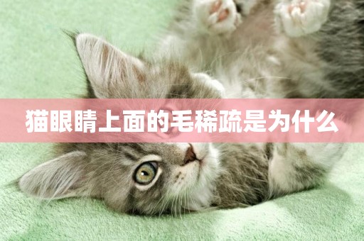 貓眼睛上面的毛稀疏是為什么