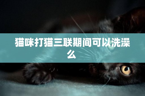 貓咪打貓三聯期間可以洗澡么 