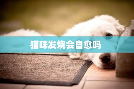 貓咪發燒會自愈嗎 