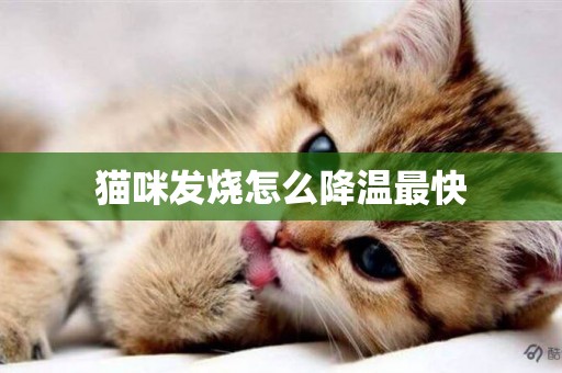 貓咪發燒怎么降溫最快