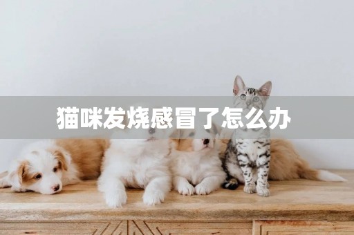 貓咪發燒感冒了怎么辦 