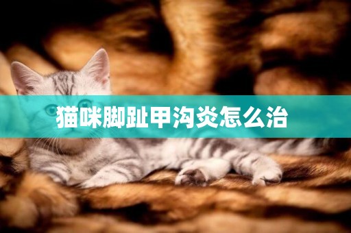 貓咪腳趾甲溝炎怎么治 