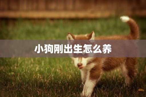 小狗剛出生怎么養