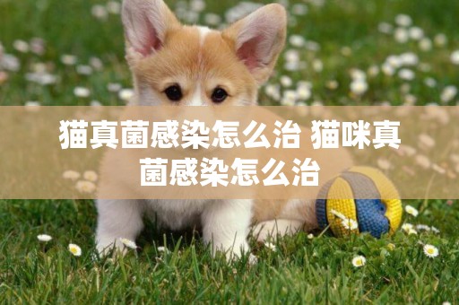 貓真菌感染怎么治 貓咪真菌感染怎么治