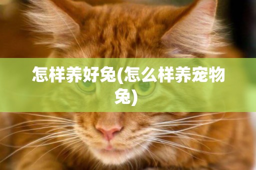 怎樣養好兔(怎么樣養寵物兔) 