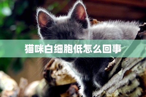 貓咪白細胞低怎么回事