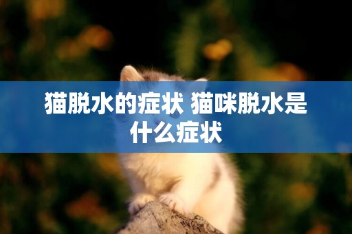 貓脫水的癥狀 貓咪脫水是什么癥狀