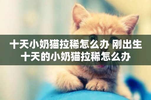 十天小奶貓拉稀怎么辦 剛出生十天的小奶貓拉稀怎么辦