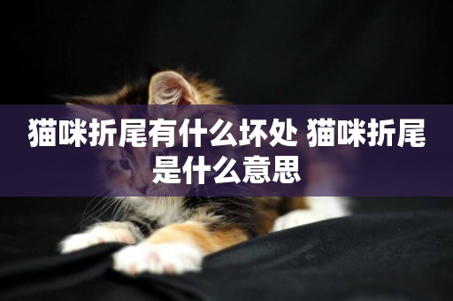 貓咪折尾有什么壞處 貓咪折尾是什么意思