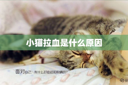 小貓拉血是什么原因