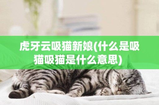 虎牙云吸貓新娘(什么是吸貓吸貓是什么意思) 