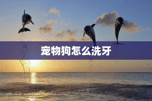 寵物狗怎么洗牙