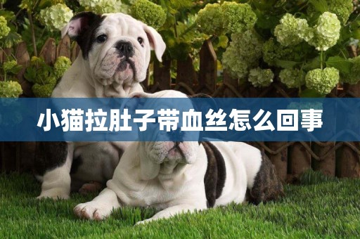 小貓拉肚子帶血絲怎么回事