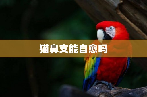 貓鼻支能自愈嗎