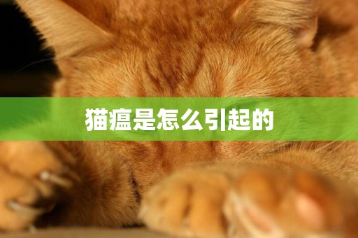 貓瘟是怎么引起的