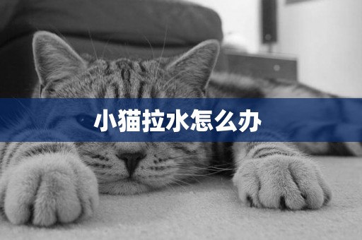 小貓拉水怎么辦 