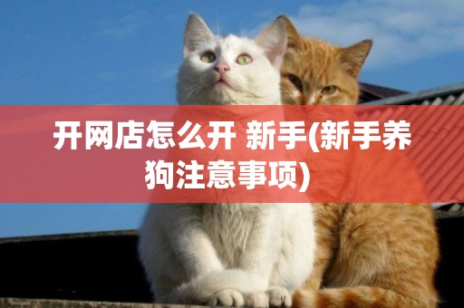 開網店怎么開 新手(新手養狗注意事項) 