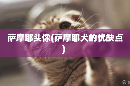 薩摩耶頭像(薩摩耶犬的優缺點) 