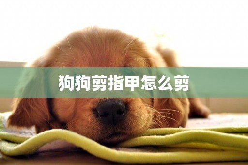 狗狗剪指甲怎么剪