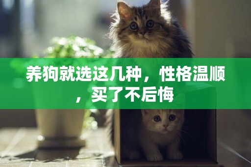 養狗就選這幾種，性格溫順，買了不后悔 