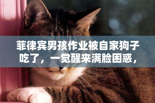 菲律賓男孩作業被自家狗子吃了，一覺醒來滿臉困惑，知道真相后表情亮了 