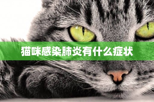 貓咪感染肺炎有什么癥狀