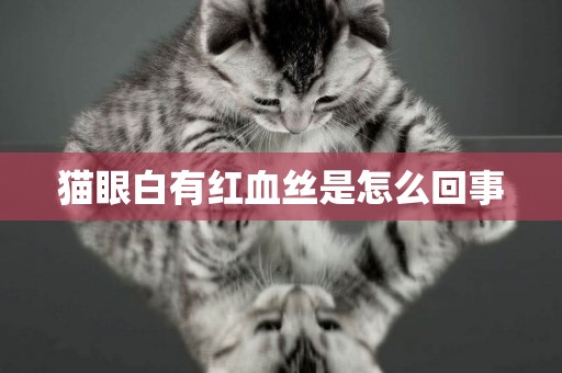 貓眼白有紅血絲是怎么回事