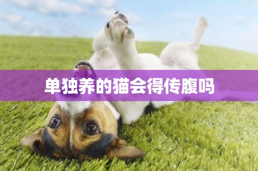單獨養的貓會得傳腹嗎