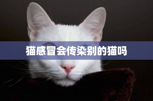 貓感冒會傳染別的貓嗎