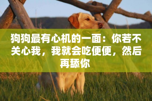 狗狗最有心機的一面：你若不關心我，我就會吃便便，然后再舔你 