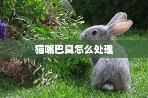 貓嘴巴臭怎么處理