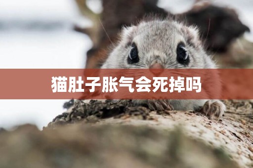 貓肚子脹氣會死掉嗎
