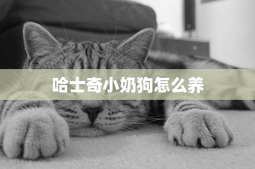 哈士奇小奶狗怎么養