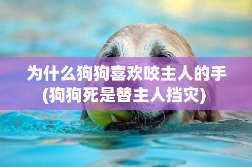 為什么狗狗喜歡咬主人的手(狗狗死是替主人擋災) 