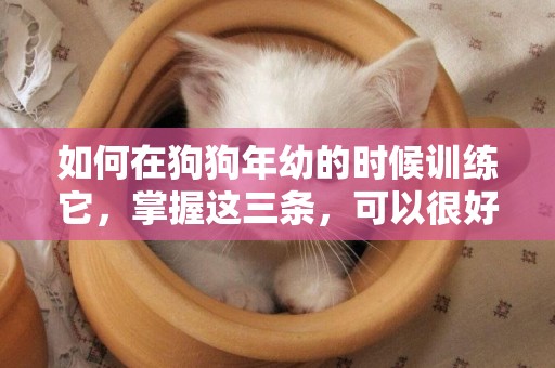 如何在狗狗年幼的時候訓練它，掌握這三條，可以很好地把握黃金期 