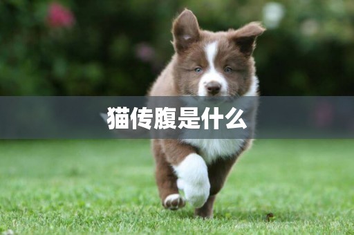 貓傳腹是什么