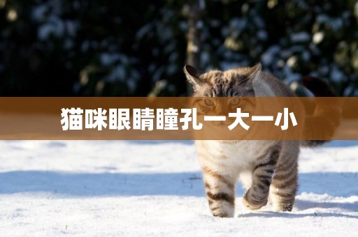 貓咪眼睛瞳孔一大一小